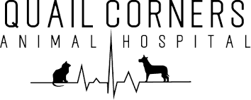 Top 3 Veterinary In Raleigh NC